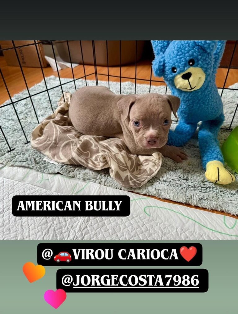 Filhote de American Bully de cliente do canil Jackmel